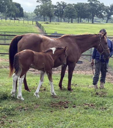 HorseID: 2314590 Quarter mare and Gypsy colt. - PhotoID: 1100357