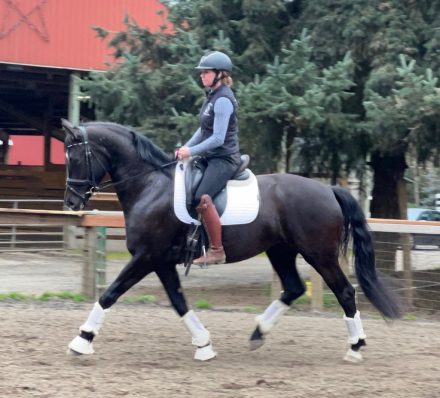 HorseID: 2314595 Rari - PhotoID: 1100359
