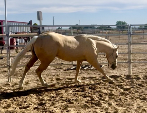 HorseID: 2314615 There Comes Cash Auto - PhotoID: 1100383