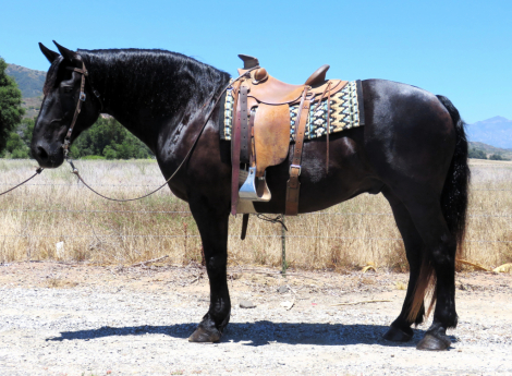 HorseID: 2314617 MIGHTY MAN - PhotoID: 1100385