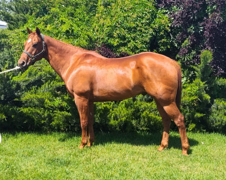 HorseID: 2314620 Finn McCool - PhotoID: 1100387