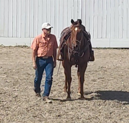 HorseID: 2314620 Finn McCool - PhotoID: 1100418
