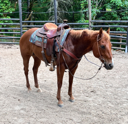 HorseID: 2314626 Charli Picks N Angel - PhotoID: 1100388
