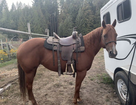 HorseID: 2314626 Charli Picks N Angel - PhotoID: 1100389