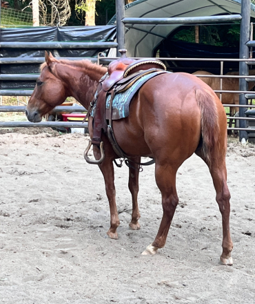 HorseID: 2314626 Charli Picks N Angel - PhotoID: 1100391