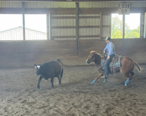 HorseID: 2314626 Charli Picks N Angel - PhotoID: 1100388
