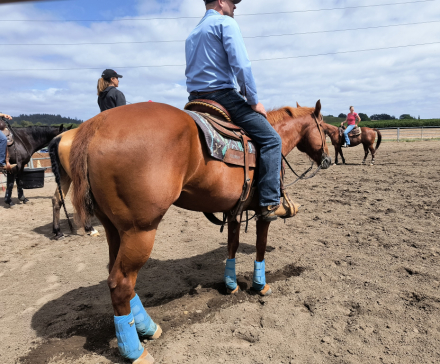 HorseID: 2314626 Charli Picks N Angel - PhotoID: 1100389