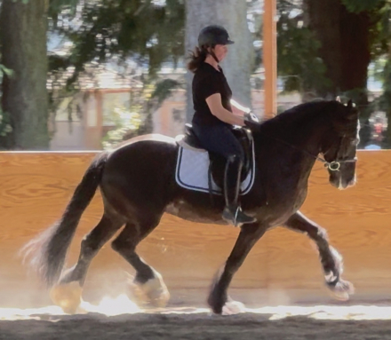 HorseID: 2314628 Corazon - PhotoID: 1100392