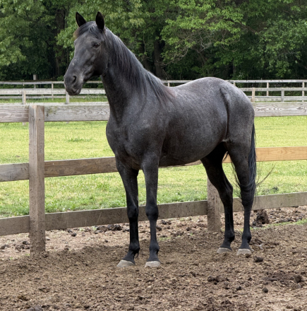 HorseID: 2314633 Laney - PhotoID: 1100404