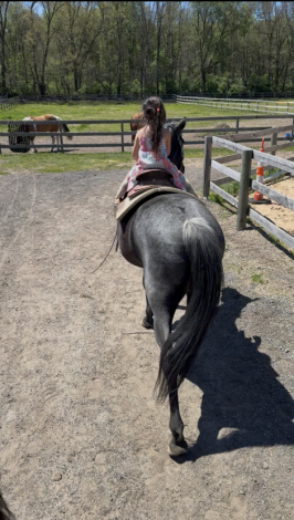 HorseID: 2314633 Laney - PhotoID: 1100405
