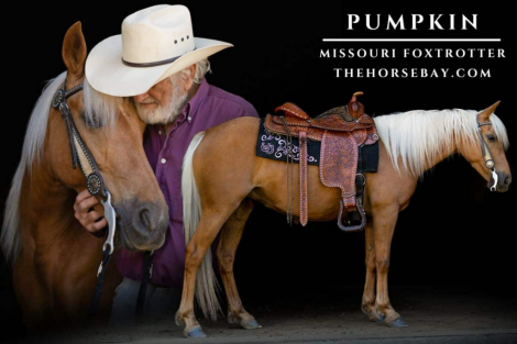 HorseID: 2314635 Pumpkin - PhotoID: 1100395