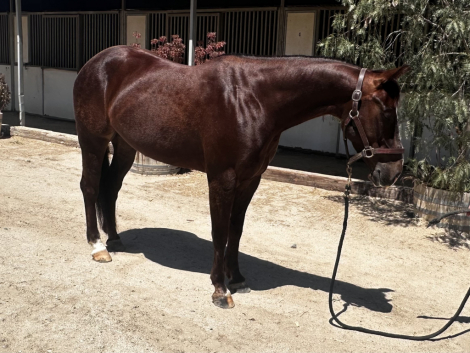 HorseID: 2314636 Highbrow Fox - PhotoID: 1100399