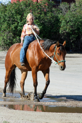 HorseID: 2314640 Flits Laughing Magic - PhotoID: 1100409