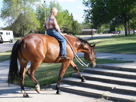 HorseID: 2314640 Flits Laughing Magic - PhotoID: 1100410