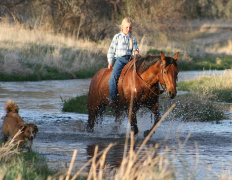 HorseID: 2314640 Flits Laughing Magic - PhotoID: 1100411