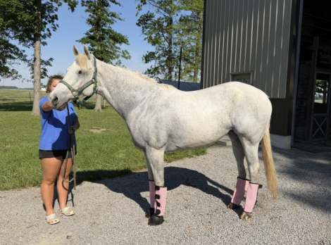 HorseID: 2314643 Royal Chickory - PhotoID: 1100416