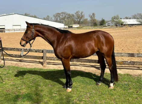 HorseID: 2314645 Chart Topper - PhotoID: 1100420