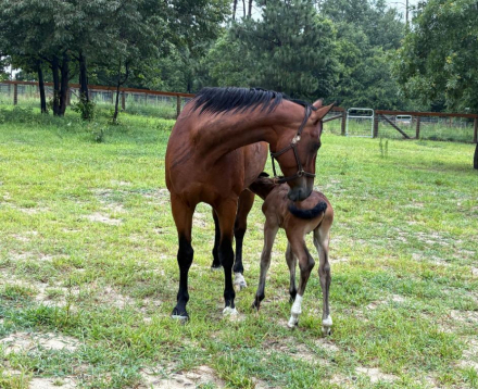 HorseID: 2314645 Chart Topper - PhotoID: 1100423