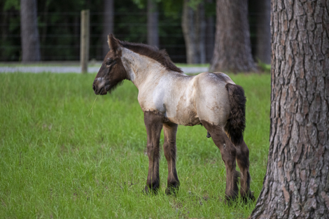 HorseID: 2314647 LowCountry Acres Asher - PhotoID: 1100425