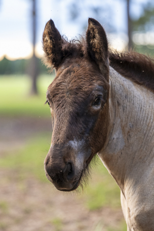 HorseID: 2314647 LowCountry Acres Asher - PhotoID: 1100426
