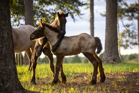HorseID: 2314647 LowCountry Acres Asher - PhotoID: 1100427