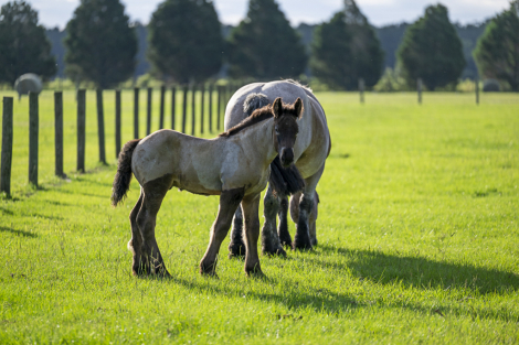 HorseID: 2314647 LowCountry Acres Asher - PhotoID: 1100428