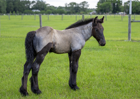 HorseID: 2314649 LowCountry Acres Oliver - PhotoID: 1100429