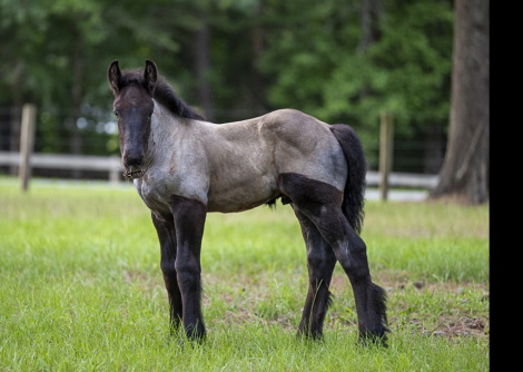 HorseID: 2314649 LowCountry Acres Oliver - PhotoID: 1100430