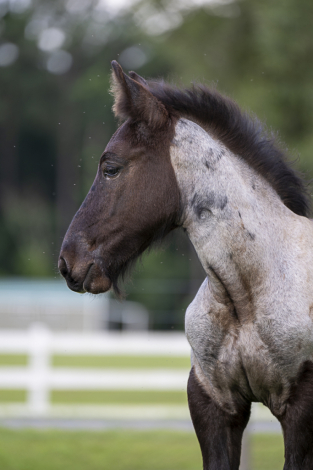 HorseID: 2314649 LowCountry Acres Oliver - PhotoID: 1100431