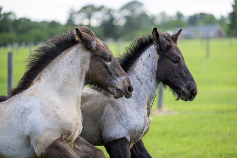 HorseID: 2314649 LowCountry Acres Oliver - PhotoID: 1100432