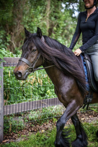 HorseID: 2314650 Watson Family Farm Midnight - PhotoID: 1100434