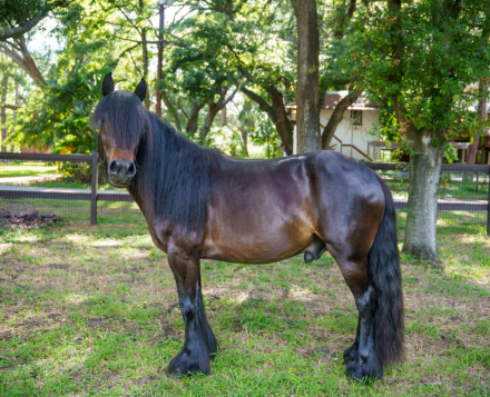 HorseID: 2314650 Watson Family Farm Midnight - PhotoID: 1100676