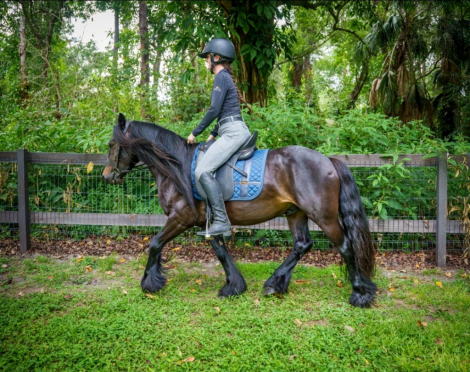 HorseID: 2314650 Watson Family Farm Midnight - PhotoID: 1100677