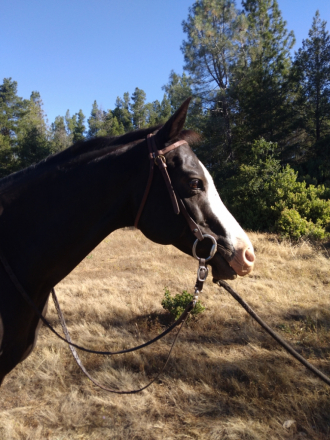 HorseID: 2314653 Jesse - PhotoID: 1100451