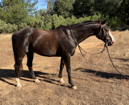HorseID: 2314653 Jesse - PhotoID: 1100453