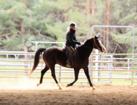 HorseID: 2314653 Jesse - PhotoID: 1100454