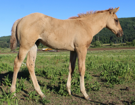 HorseID: 2314659 Smart Sozo America - PhotoID: 1100437