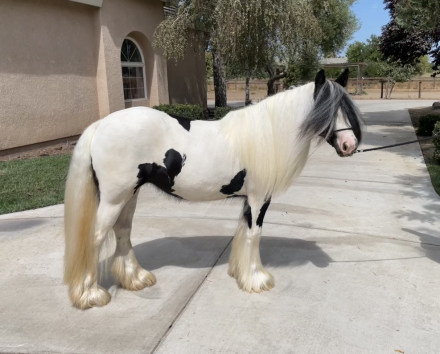 HorseID: 2314661 Kohls Double Bubble - PhotoID: 1100438