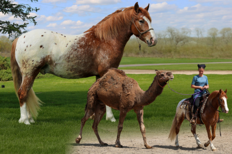 HorseID: 2314663 Tonka - PhotoID: 1100439