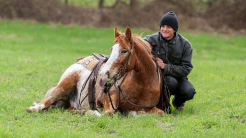 HorseID: 2314663 Tonka - PhotoID: 1100440