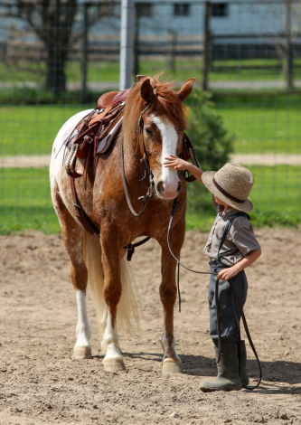 HorseID: 2314663 Tonka - PhotoID: 1100441