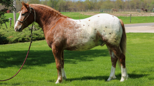 HorseID: 2314663 Tonka - PhotoID: 1100442