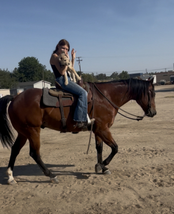 HorseID: 2314664 Rebel - PhotoID: 1100444