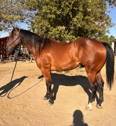 HorseID: 2314664 Rebel - PhotoID: 1100445
