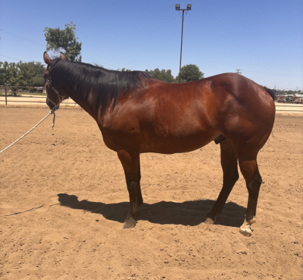 HorseID: 2314664 Rebel - PhotoID: 1100446