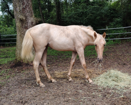 HorseID: 2314669 Golden Candy Girl - PhotoID: 1100449