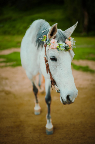 HorseID: 2314674 London Fog - PhotoID: 1100450