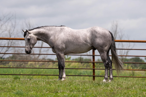 HorseID: 2314677 Shimmering Scooter - PhotoID: 1100456