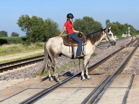 HorseID: 2314677 Shimmering Scooter - PhotoID: 1100458