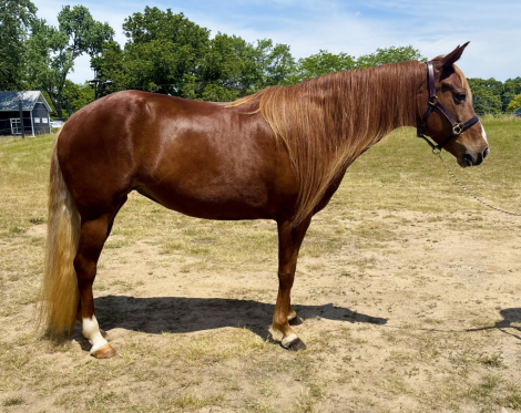 HorseID: 2314678 WOFS SKYS ADIEL - PhotoID: 1100459